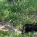 Dead black bear found dumped in Burlington, EnCon police ask public for info