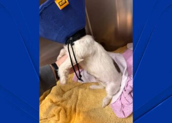 Puppy wrapped in garbage bag found abandoned in East Windsor dumpster