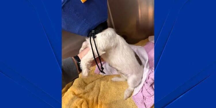 Puppy wrapped in garbage bag found abandoned in East Windsor dumpster