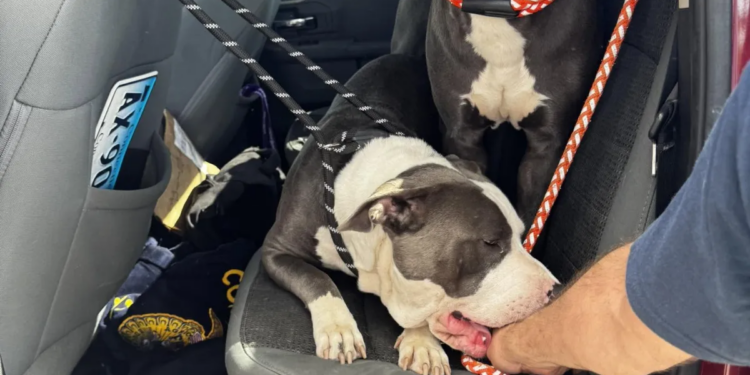 Willington Animal Control search for suspect who left two dogs at I-84 rest stop