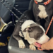 Willington Animal Control search for suspect who left two dogs at I-84 rest stop