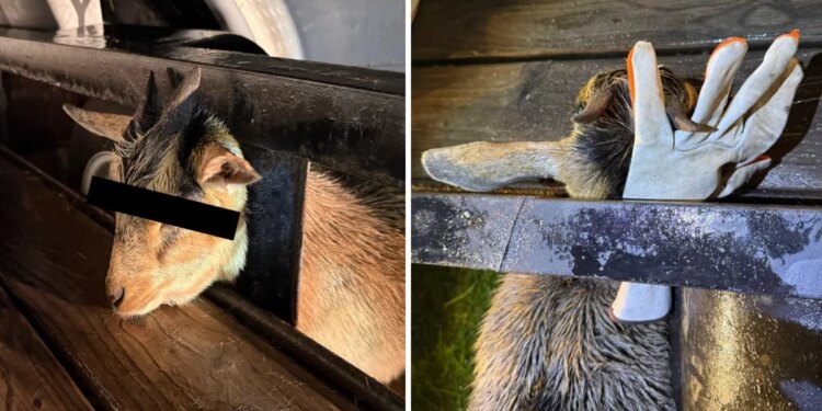 Firefighters free trapped young goat from utility trailer in Thompson