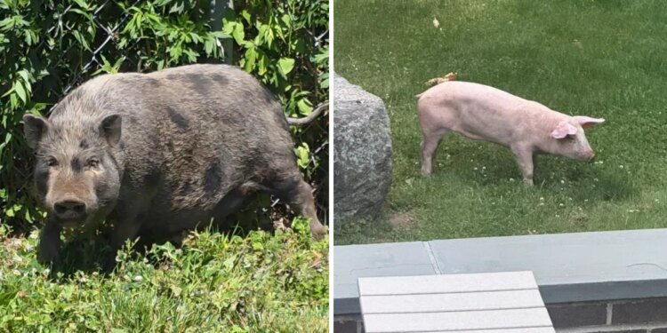 Stray pigs seen wandering in Woodbridge, owners sought
