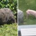 Stray pigs seen wandering in Woodbridge, owners sought