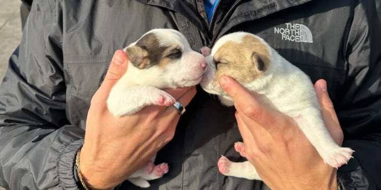 16 rescued dogs searching for forever homes in New Haven