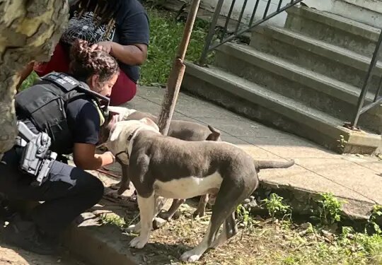 2 dogs found unattended in New Haven, advocates say pet abandonment issue is 'rampant'