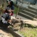 2 dogs found unattended in New Haven, advocates say pet abandonment issue is 'rampant'