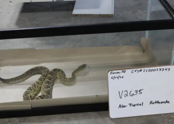 46 venomous snakes seized from Hamden warehouse, 2 men arrested