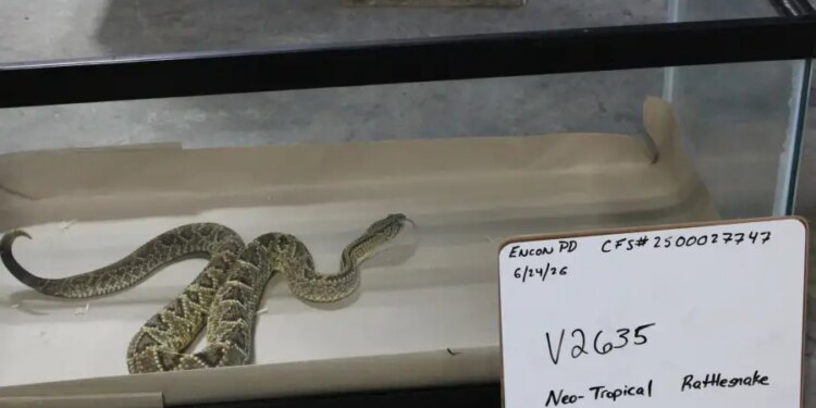 46 venomous snakes seized from Hamden warehouse, 2 men arrested