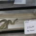 46 venomous snakes seized from Hamden warehouse, 2 men arrested