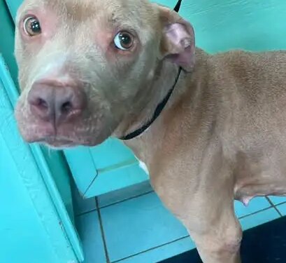 Animal control seeking information on dog found in poor condition in Woodbridge