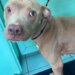 Animal control seeking information on dog found in poor condition in Woodbridge