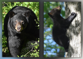 Bear sightings in Connecticut are increasing: How to stay safe, protect your home: DEEP