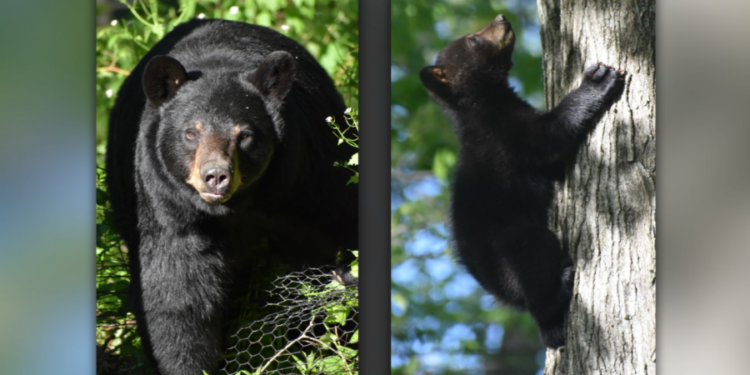 Bear sightings in Connecticut are increasing: How to stay safe, protect your home: DEEP