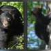 Bear sightings in Connecticut are increasing: How to stay safe, protect your home: DEEP