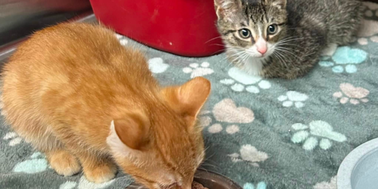 Box of kittens thrown from moving car in East Hartford, police investigating