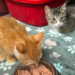 Box of kittens thrown from moving car in East Hartford, police investigating