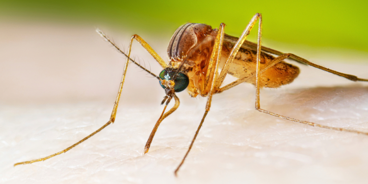 Connecticut reports first West Nile virus case of 2026 in Milford