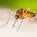 Connecticut reports first West Nile virus case of 2026 in Milford