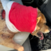 Dog recovering after encounter with bear in Torrington
