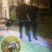 Granby police remove snake from family's bathroom