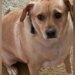 Torrington dog recovering after fight with black bear outside home