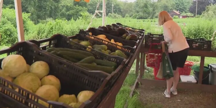 Milford residents turn to local farms for produce as cyclosporiasis cases rise