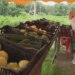 Milford residents turn to local farms for produce as cyclosporiasis cases rise