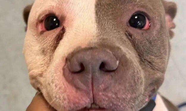 PHOTOS: New Haven shelter seeking information after dogs found unattended on Orchard Street