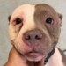 PHOTOS: New Haven shelter seeking information after dogs found unattended on Orchard Street