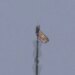 People fly banner from atop Empire State Building spire, appear to get engaged
