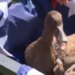 Pets joined in to celebrate America 250 at annual Litchfield pet parade