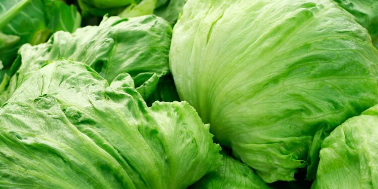 Taylor Farms recalls iceberg lettuce amid cyclosporiasis outbreak