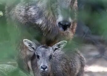 Rare Chinese Goral born at Connecticut's Beardsley Zoo during storm