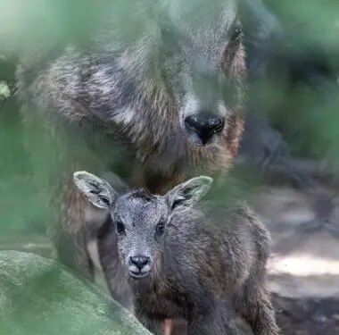 Rare Chinese Goral born at Connecticut's Beardsley Zoo during storm