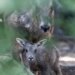 Rare Chinese Goral born at Connecticut's Beardsley Zoo during storm