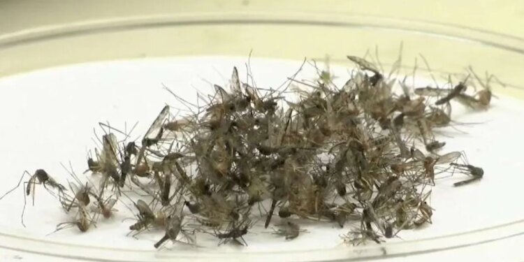 First mosquito tests positive for West Nile virus in Connecticut this year