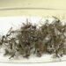 First mosquito tests positive for West Nile virus in Connecticut this year