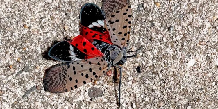Spotted lanternflies are back in Connecticut this summer: Here's what to do