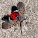 Spotted lanternflies are back in Connecticut this summer: Here's what to do