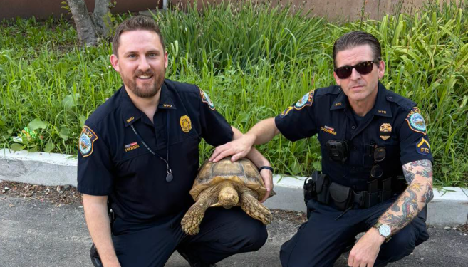 Tortoise caught jaywalking across Westport Road in Wilton, reunited with owner