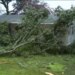 Tree falls into yard in Wallingford as heavy rain hits state