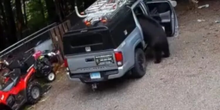 VIDEO: Black bear goes for snack run and snatches bag of peanuts from Riverton car