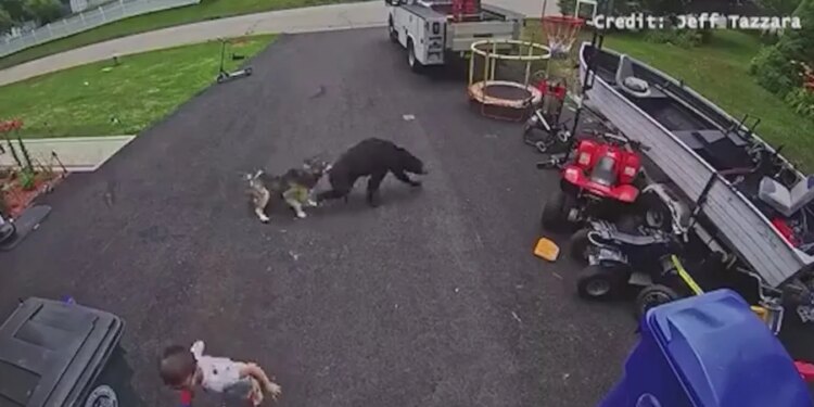 VIDEO: Family dog saves young boy from bear in Torrington