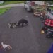 VIDEO: Family dog saves young boy from bear in Torrington