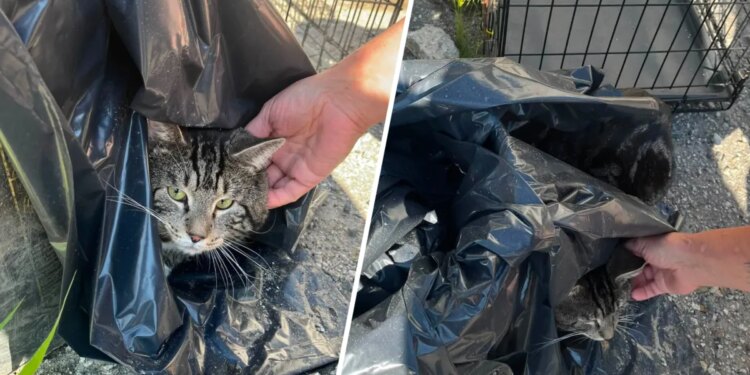 Animal control searching for person who left cat overnight in Seymour parking lot