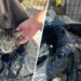 Animal control searching for person who left cat overnight in Seymour parking lot