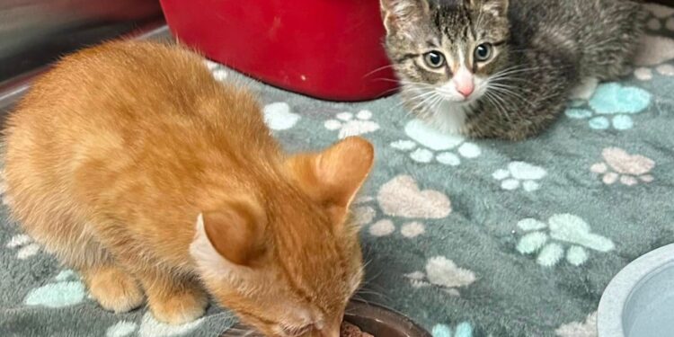 Someone threw box with cats in it from a moving vehicle in East Hartford: Animal Control