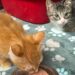 Someone threw box with cats in it from a moving vehicle in East Hartford: Animal Control