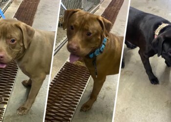 Three dogs found tied to a tree and abandoned in Brainard Park Tuesday